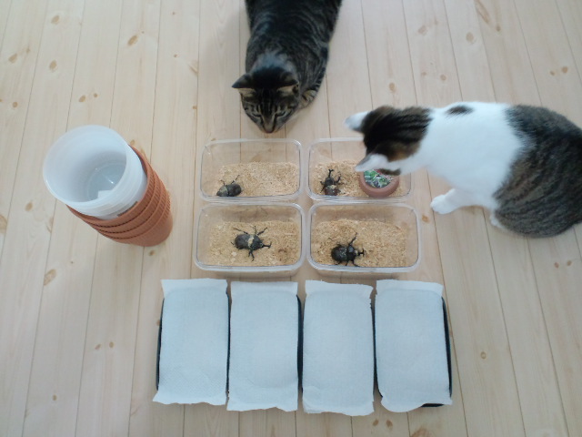 f:id:chart15304560:20180714195036j:plain f:id:chart15304560:20180714195036j:plain