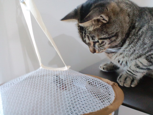 f:id:chart15304560:20180715063947j:plain f:id:chart15304560:20180715063947j:plain