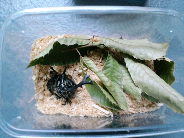 羽化後間もないカブトムシ の特徴と管理方法 骨格や内臓が十分に成熟していない カブトムシの幼虫 さなぎの育て方18年 羽化後間もないカブトムシ の特徴と管理方法 骨格や内臓が十分に成熟していない カブトムシの幼虫 さなぎの育て方18年