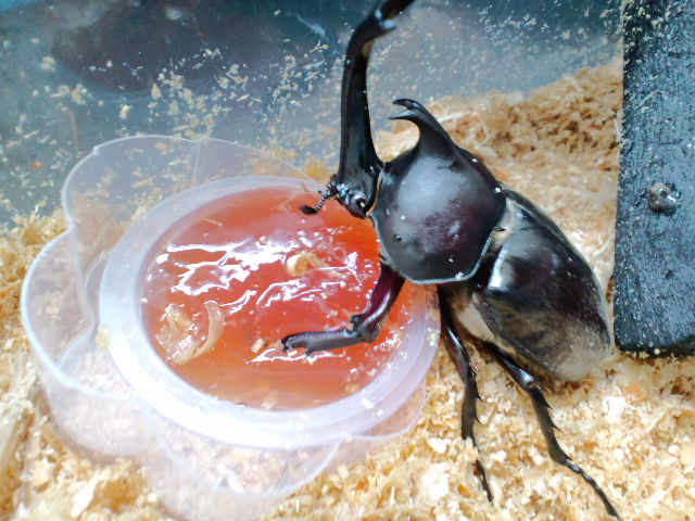 カブトムシの底知れない魅力の秘密 今年でちょうど５０年 半世紀に渡る超ロングセラーの理由 カブトムシの幼虫 さなぎの育て方18年