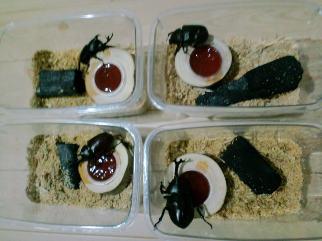 エサ皿改善の効果 カブトムシがエサを食べるには 自然界と同じように 餌場 エサ皿 にしっかりつかまる必要がある カブトムシ の幼虫 さなぎの育て方18年