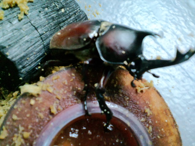 f:id:chart15304560:20180907205825j:plain f:id:chart15304560:20180907205825j:plain