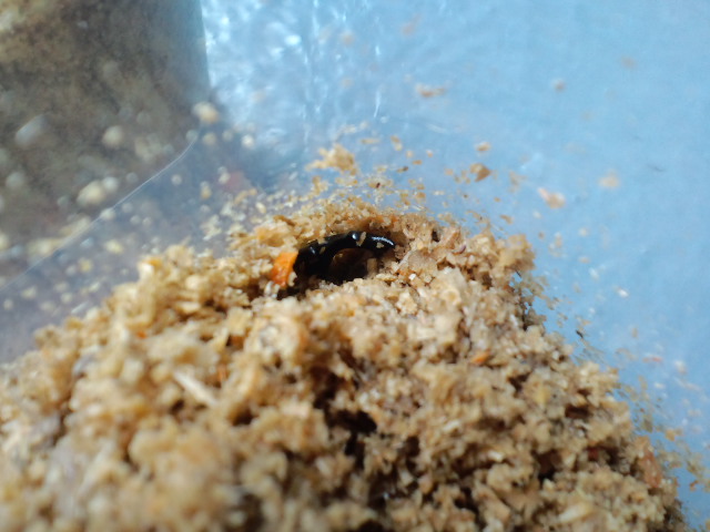 f:id:chart15304560:20180907210714j:plain f:id:chart15304560:20180907210714j:plain