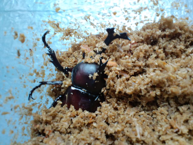 f:id:chart15304560:20180907221543j:plain f:id:chart15304560:20180907221543j:plain