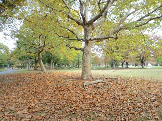 f:id:chart15304560:20181123182140j:plain