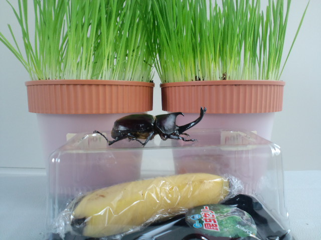 カブトムシの幼虫 さなぎの育て方2018年