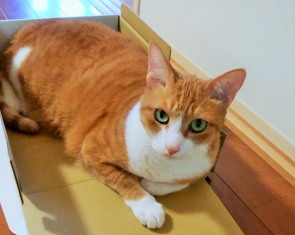 f:id:chatorajirushi:20181023160641j:plain f:id:chatorajirushi:20181023160641j:plain
