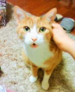 f:id:chatorajirushi:20181126163957j:plain f:id:chatorajirushi:20181126163957j:plain