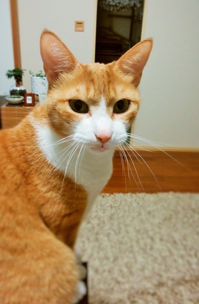 f:id:chatorajirushi:20181219111751j:plain f:id:chatorajirushi:20181219111751j:plain