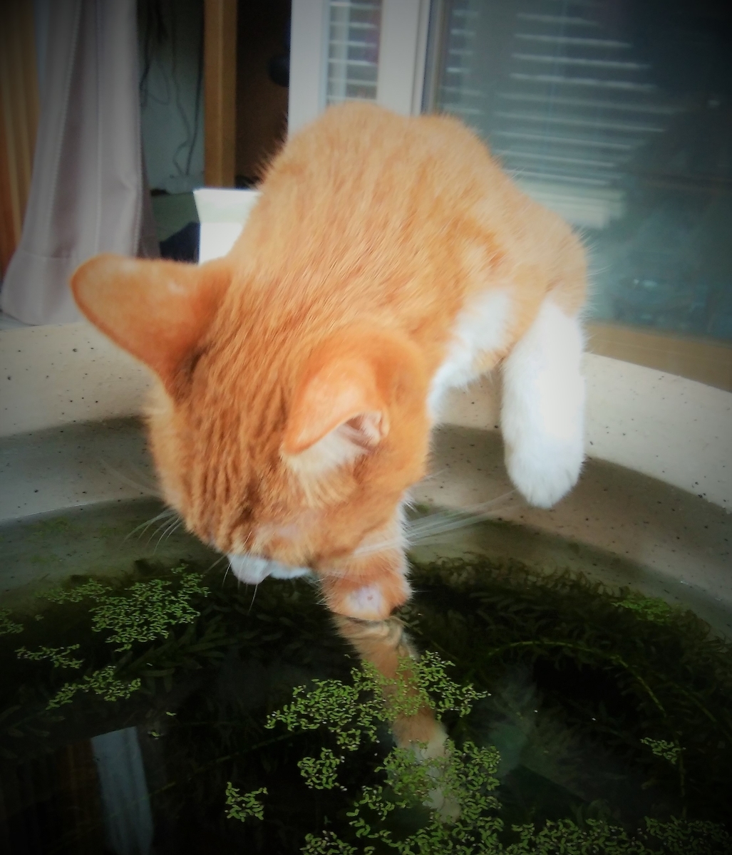 f:id:chatorajirushi:20190606115749j:plain f:id:chatorajirushi:20190606115749j:plain