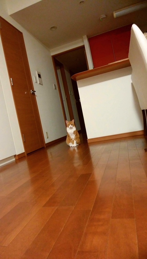 f:id:chatorajirushi:20190916193122j:plain f:id:chatorajirushi:20190916193122j:plain