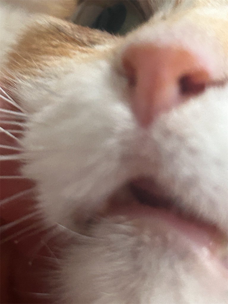 f:id:chatoramittan:20230325202625j:image f:id:chatoramittan:20230325202625j:image