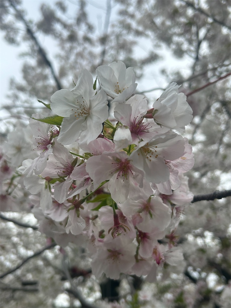 f:id:chatoramittan:20230331203348j:image f:id:chatoramittan:20230331203348j:image