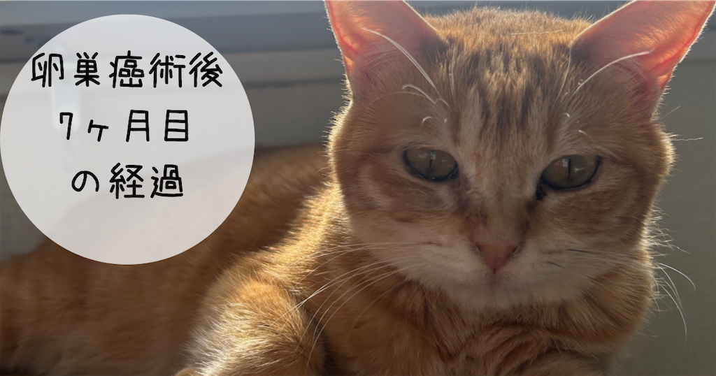 f:id:chatoramittan:20230407092921p:image f:id:chatoramittan:20230407092921p:image