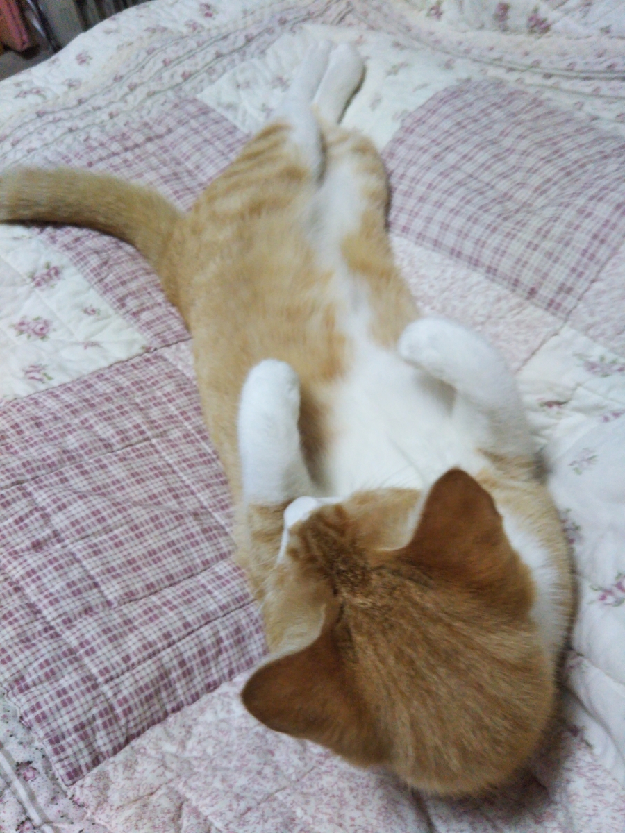 f:id:chatoran50:20190518205241j:plain