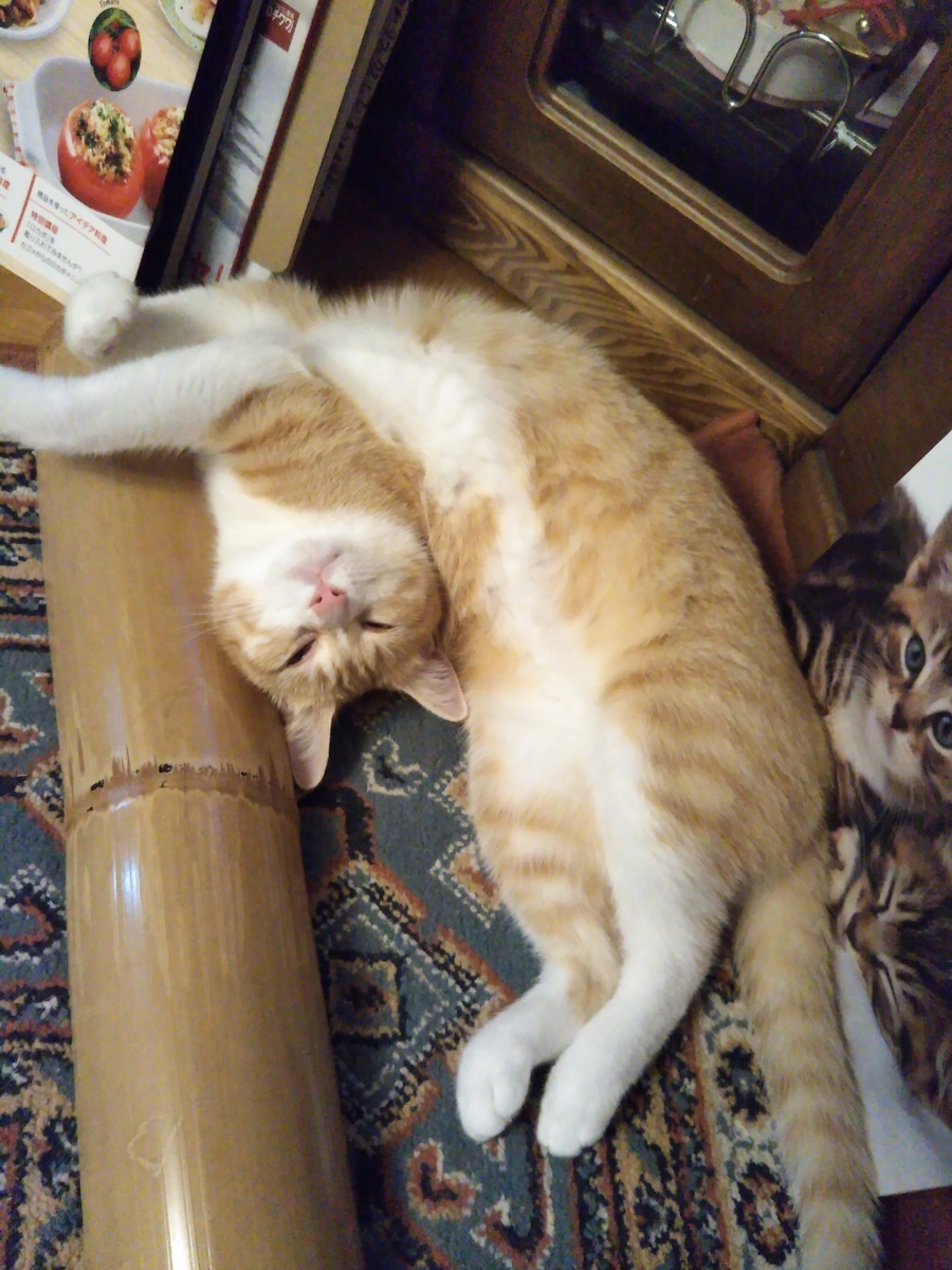 f:id:chatoran50:20190915205614j:plain