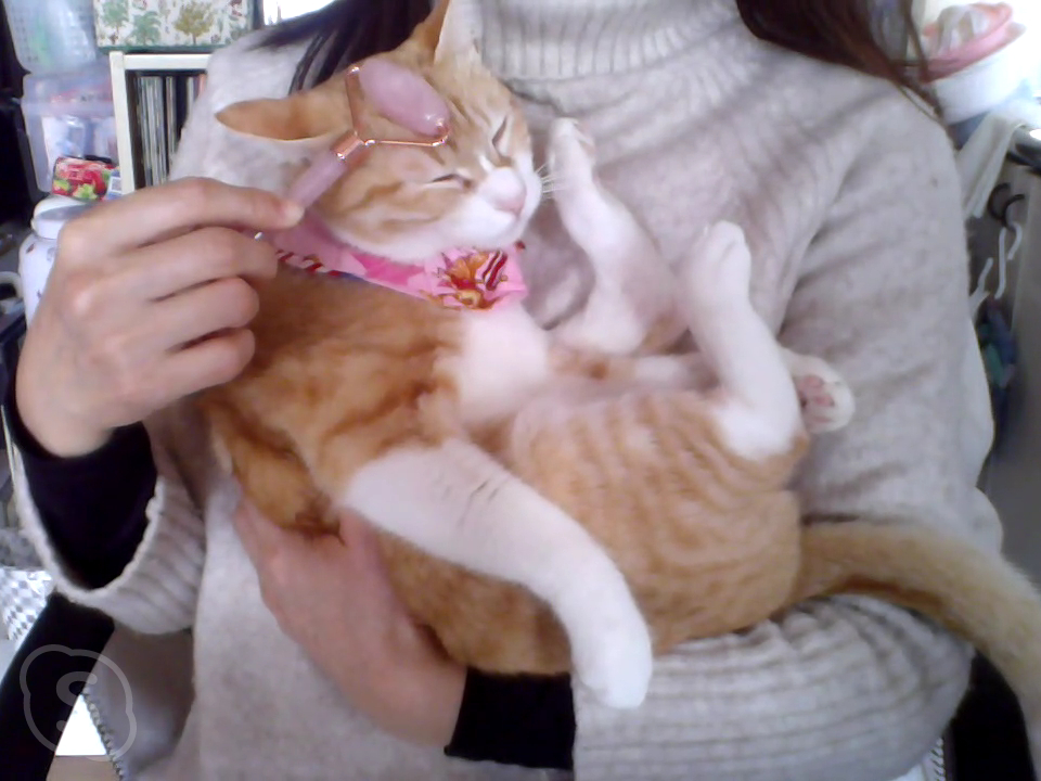 f:id:chatoran50:20220204192513j:plain