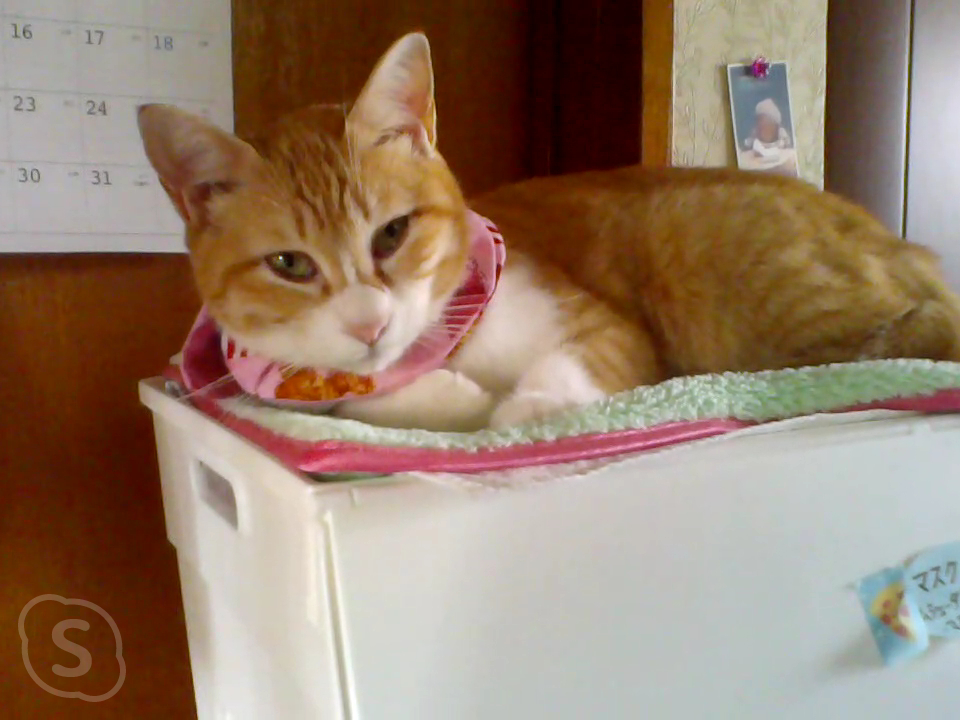 f:id:chatoran50:20220204192645j:plain