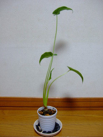 f:id:chauen:20090926175818j:image