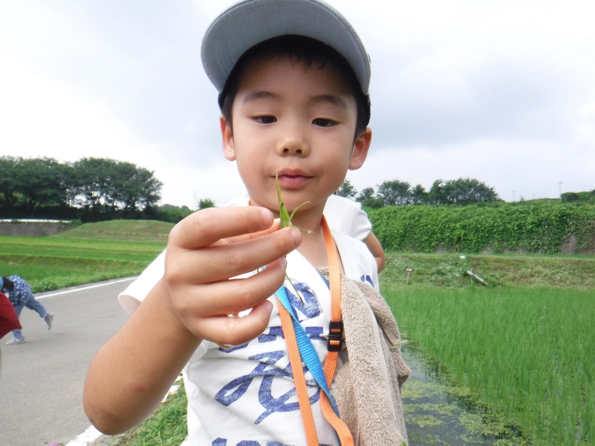 f:id:chaus:20190708225224j:plain