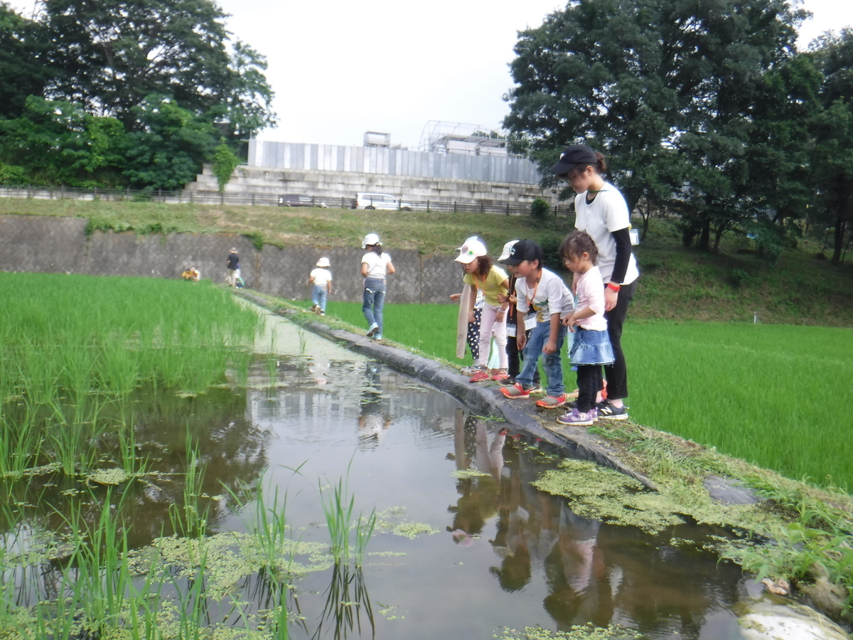 f:id:chaus:20190708225240j:plain