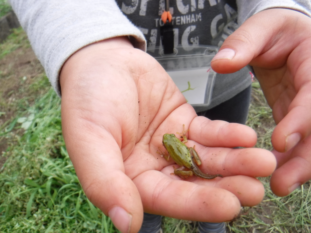 f:id:chaus:20190708225248j:plain