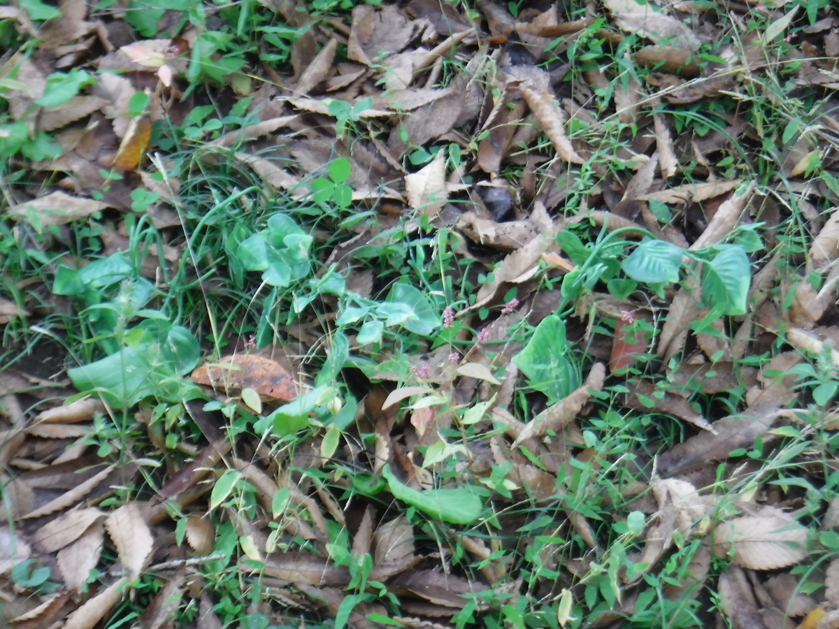 f:id:chaus:20191111222646j:plain f:id:chaus:20191111222646j:plain