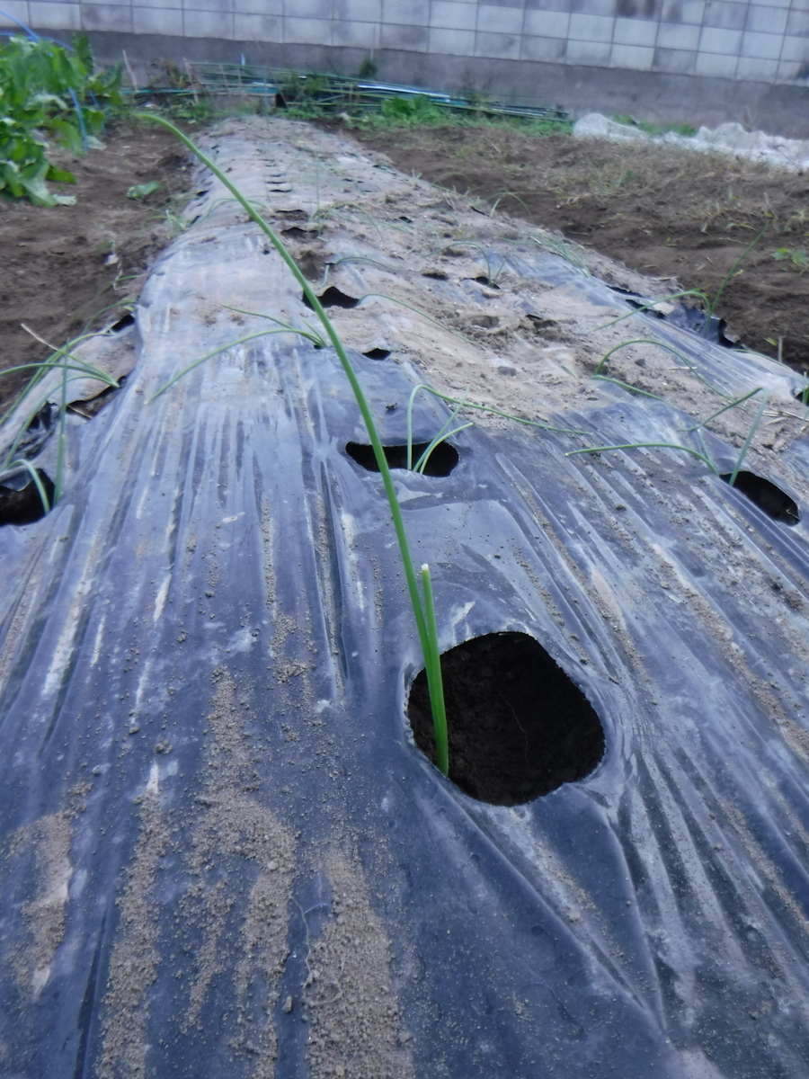 f:id:chaus:20191121171120j:plain