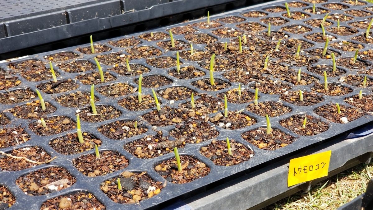 f:id:chaus:20200428173934j:plain f:id:chaus:20200428173934j:plain