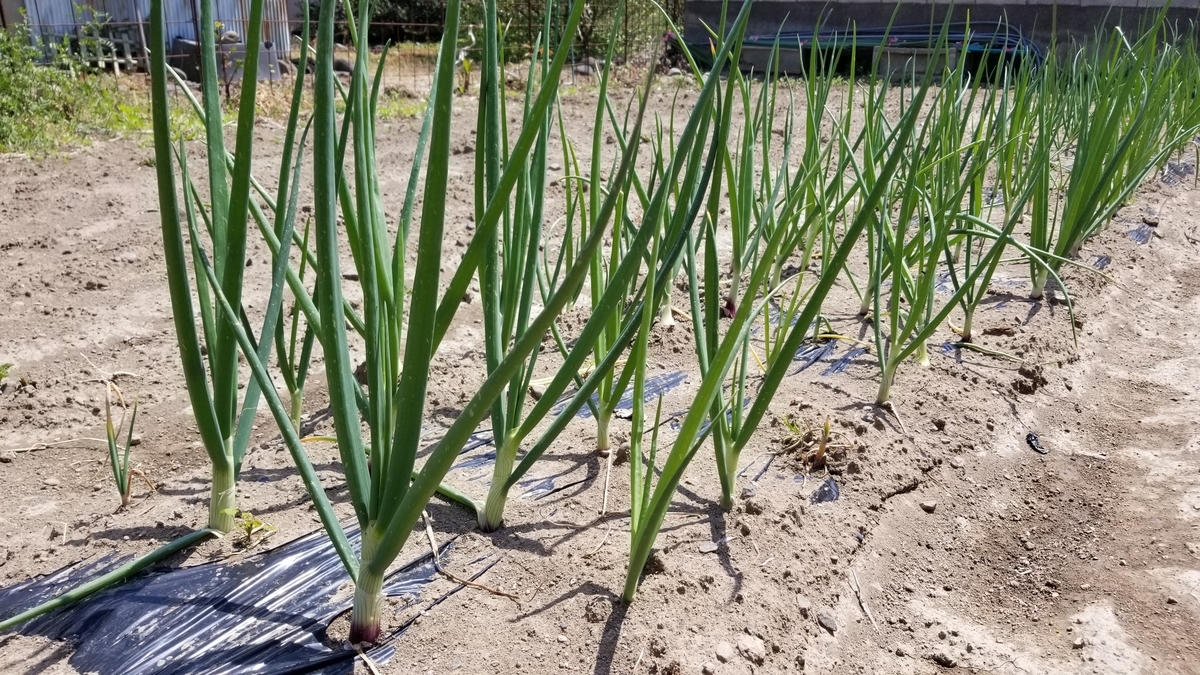 f:id:chaus:20200428173940j:plain f:id:chaus:20200428173940j:plain