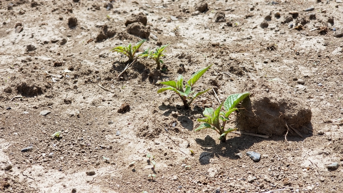 f:id:chaus:20200428173948j:plain f:id:chaus:20200428173948j:plain