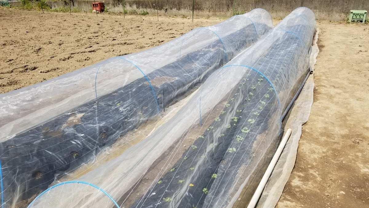 f:id:chaus:20200428173953j:plain f:id:chaus:20200428173953j:plain