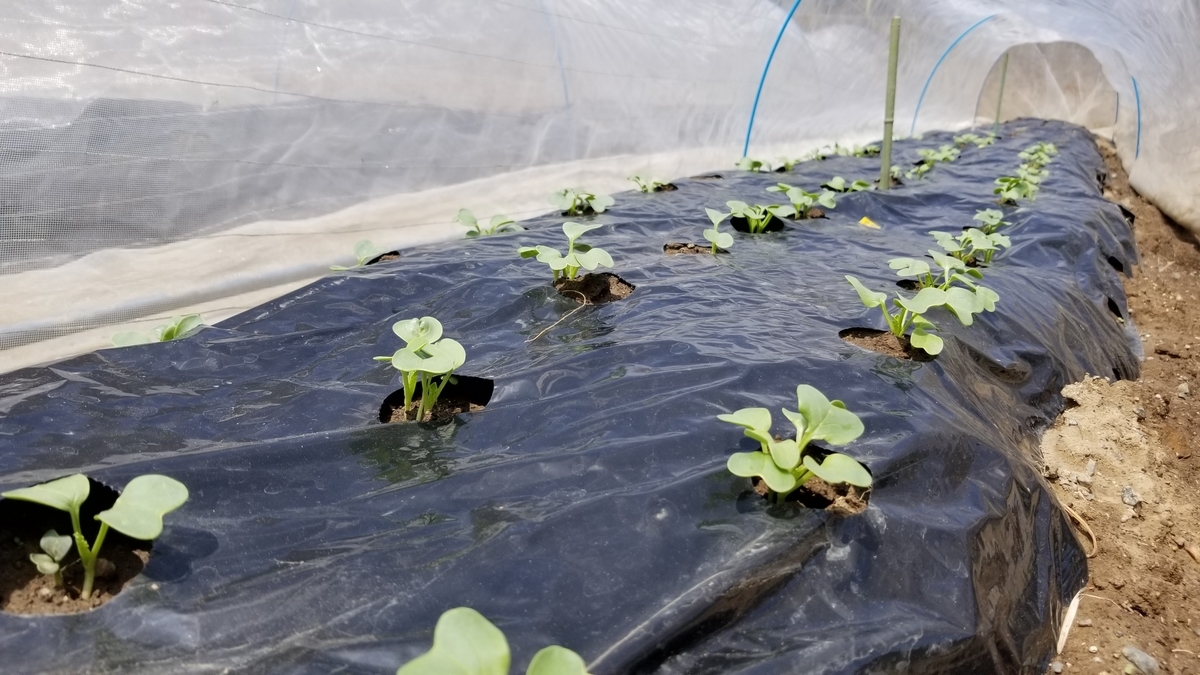 f:id:chaus:20200428173959j:plain f:id:chaus:20200428173959j:plain