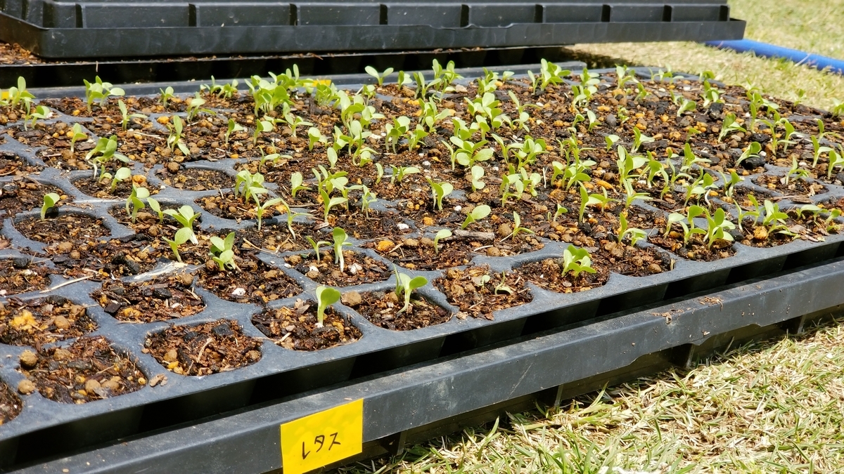 f:id:chaus:20200428174005j:plain f:id:chaus:20200428174005j:plain