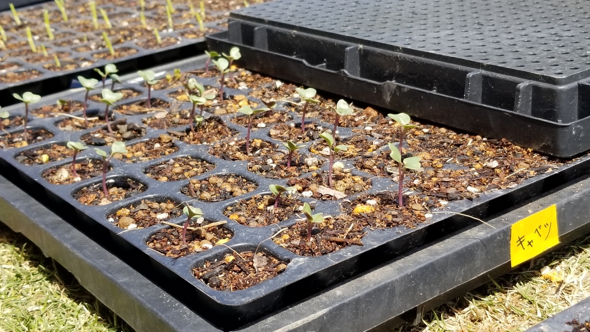 f:id:chaus:20200428174010j:plain f:id:chaus:20200428174010j:plain