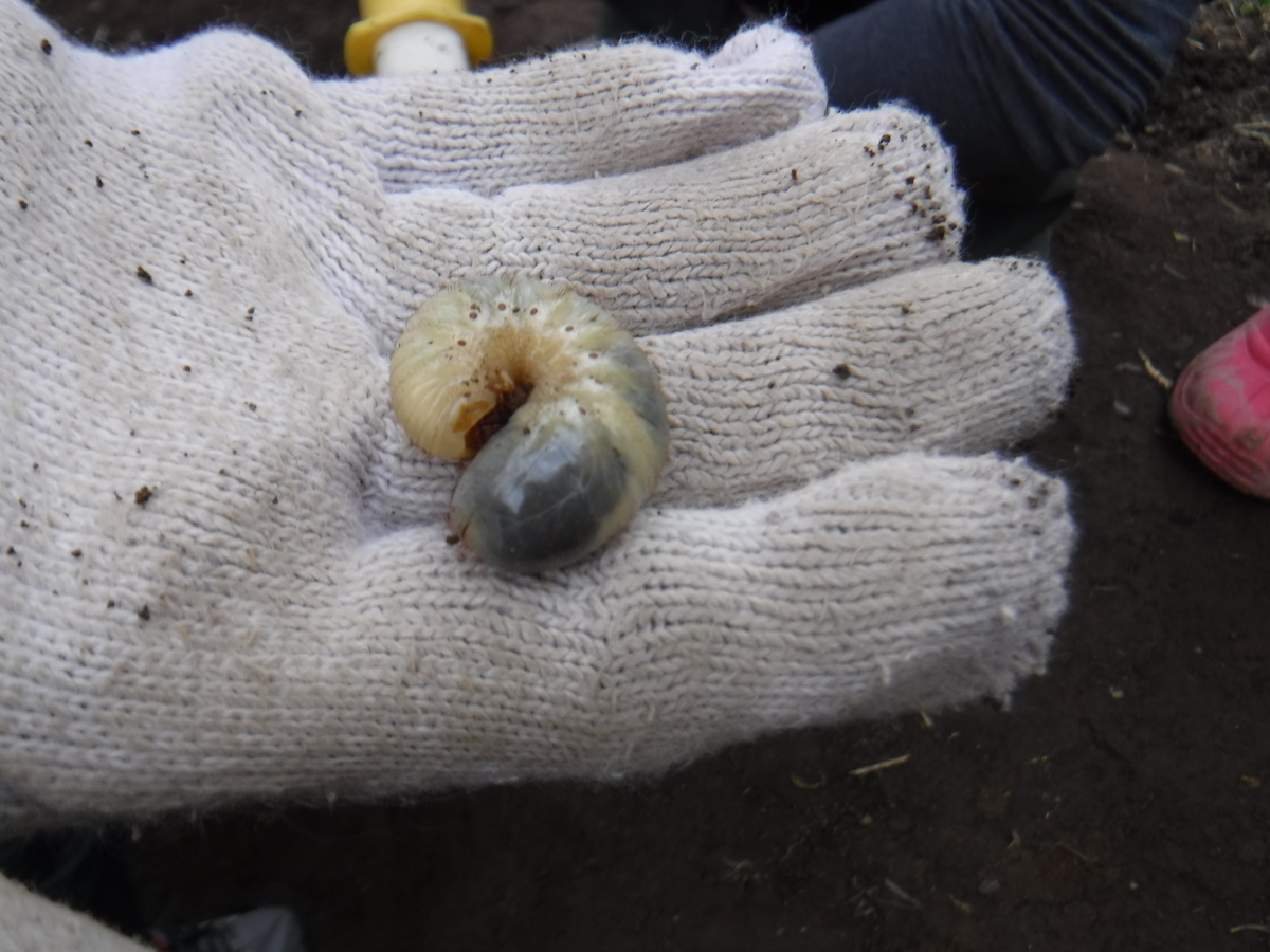 f:id:chaus:20200430101822j:plain f:id:chaus:20200430101822j:plain