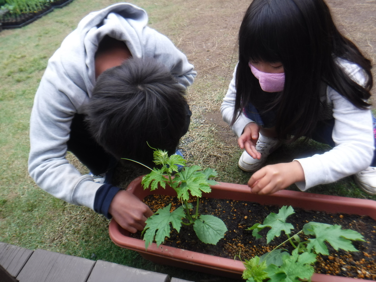 f:id:chaus:20200524143154j:plain