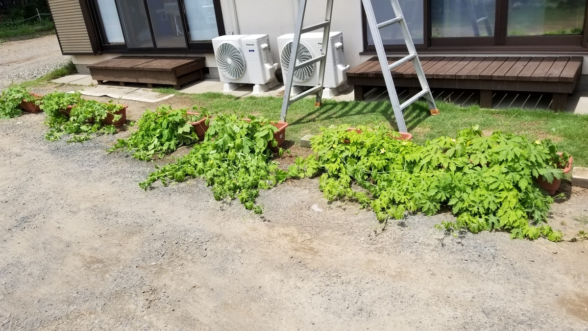 f:id:chaus:20200622212450j:plain f:id:chaus:20200622212450j:plain