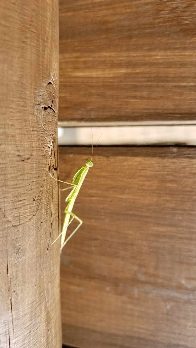 f:id:chaus:20200622214055j:plain f:id:chaus:20200622214055j:plain