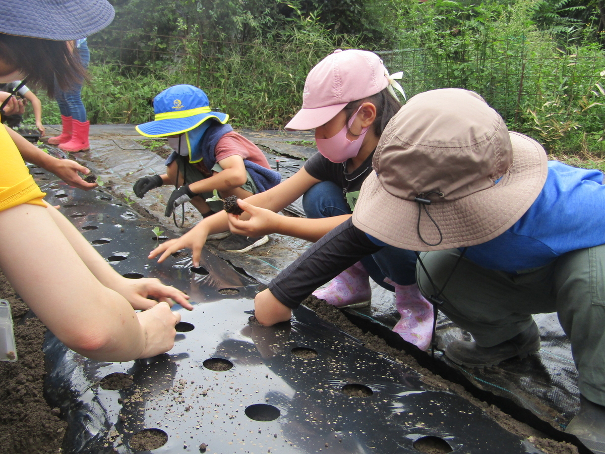 f:id:chaus:20200916150822j:plain