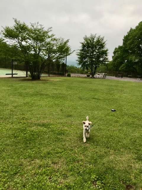 f:id:chazenyoga:20190611181432j:plain