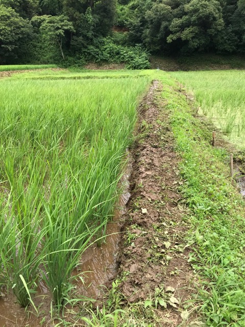 f:id:chazenyoga:20190713204545j:plain