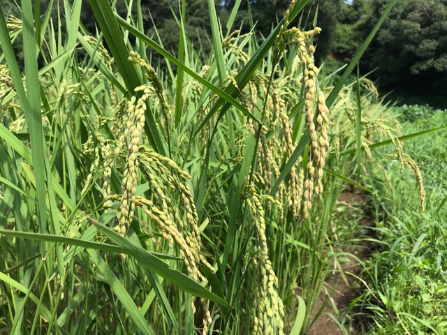 f:id:chazenyoga:20190821201346j:plain