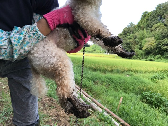 f:id:chazenyoga:20190821204647j:plain