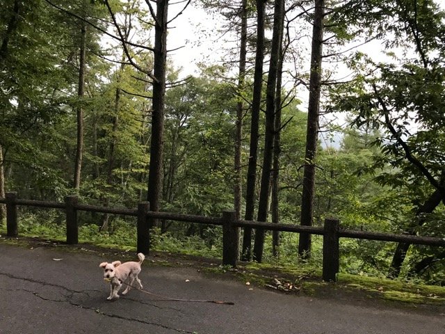 f:id:chazenyoga:20190901162713j:plain