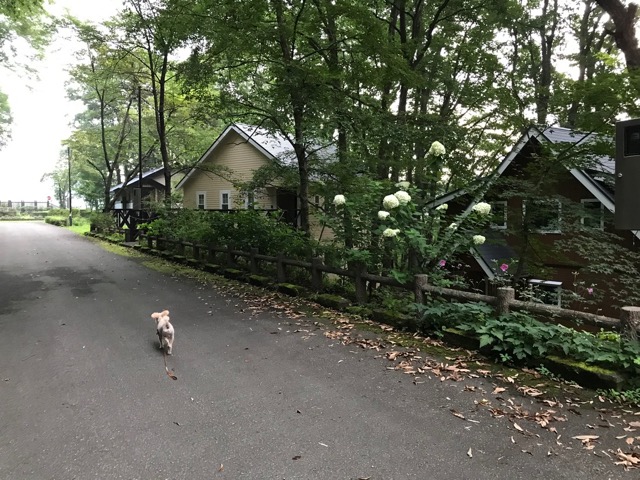 f:id:chazenyoga:20190901162929j:plain