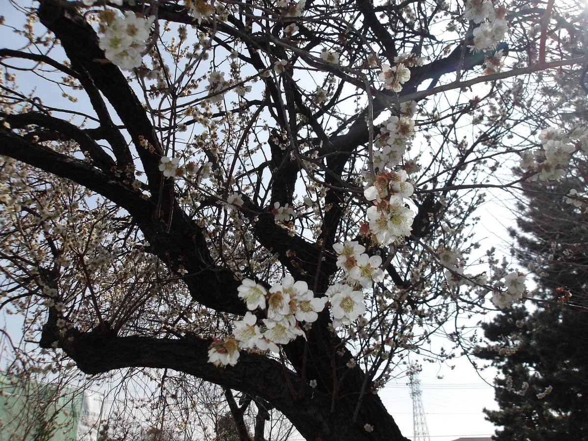 f:id:chealthy-service:20220313142025j:plain