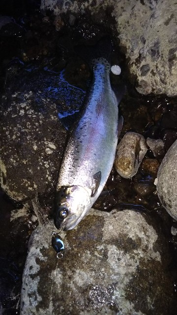 外道を狙っているときにマスが釣れてしまったら外道の外道になるからそれは外道なのかと意味の分からないことを考える夕方からの外道フィッシング プアマンズレーシング B級バイカーの雰囲気重視バイクライフ