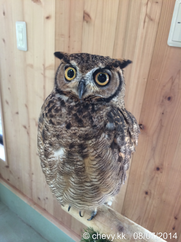 f:id:chebi:20140816150413j:plain f:id:chebi:20140816150413j:plain