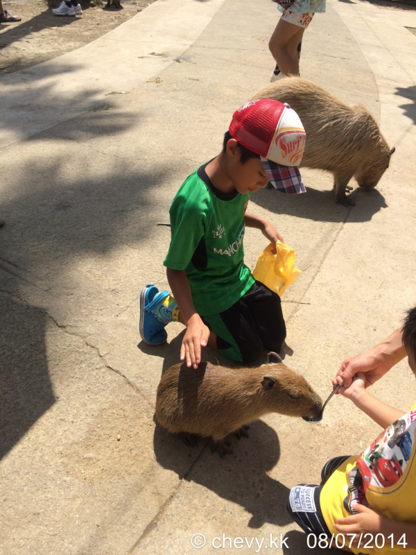 f:id:chebi:20140816150456j:plain f:id:chebi:20140816150456j:plain